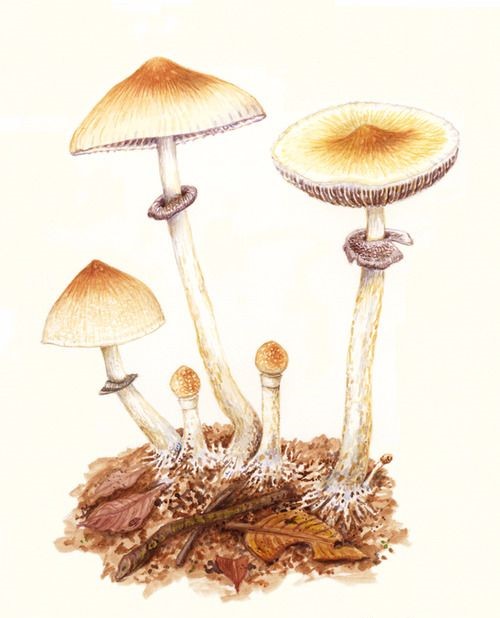 Cogumelos Mágicos no Auxílio da Depressão e Ansiedade: Explorando o Potencial&nbsp;Terapêutico